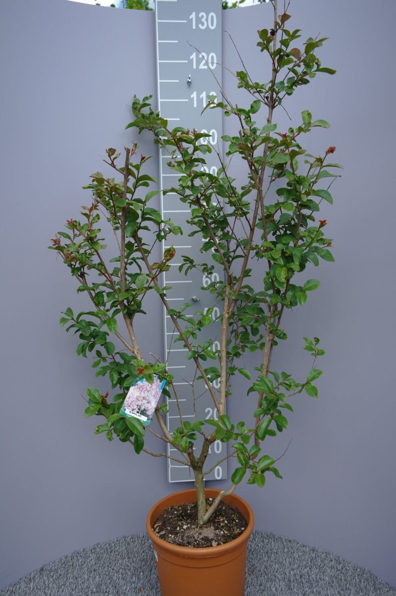 Lagerstroemia Indica 'Emilie'