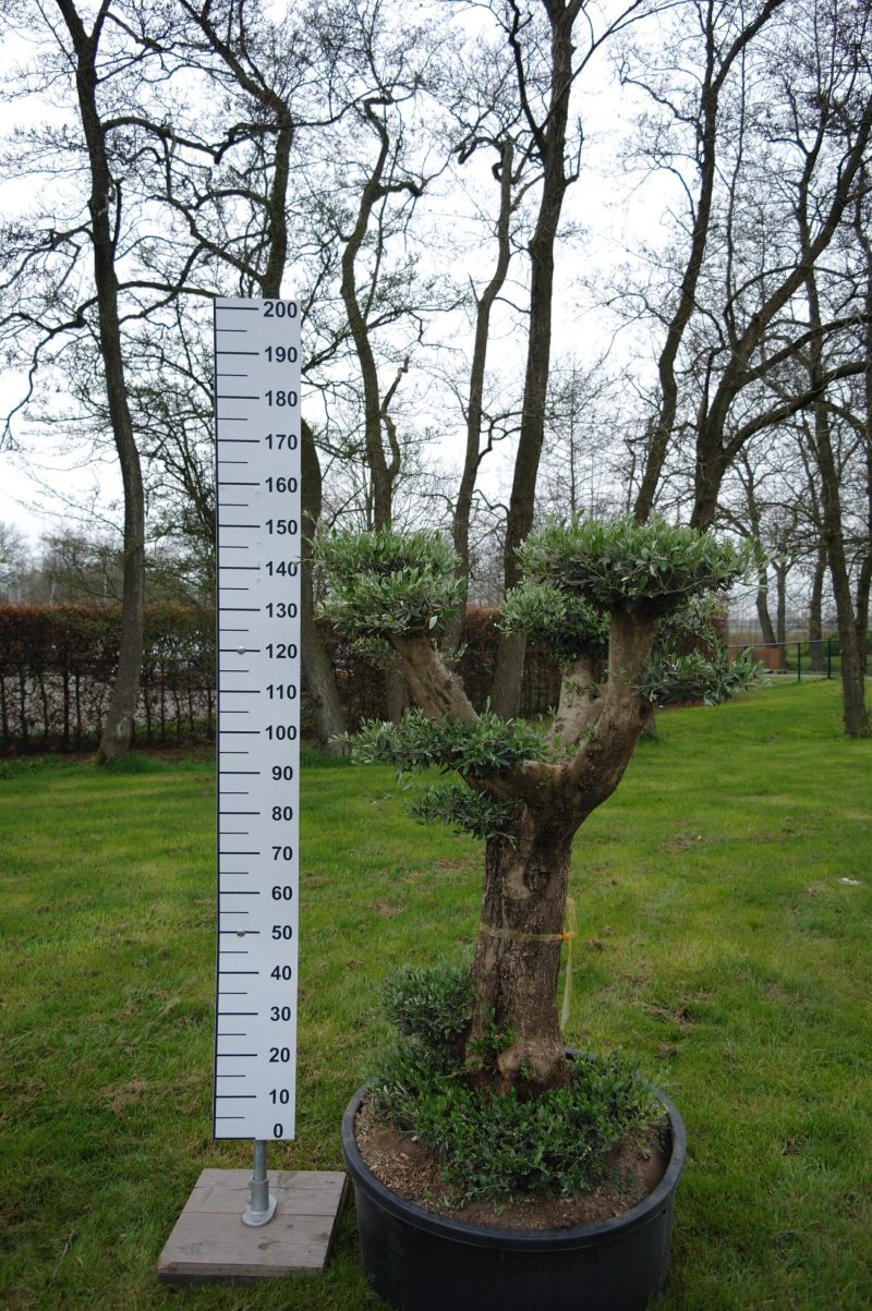 Olijfboom - Olea Europaea Pon Pon
