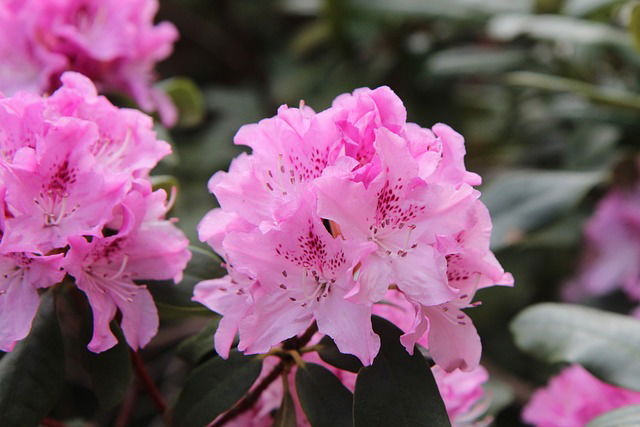 Werkwijze bij het aanplanten van rhododendrons