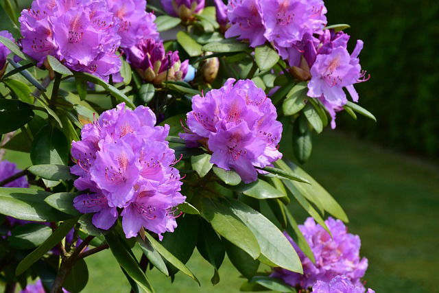 Rhododendron planten in de tuin