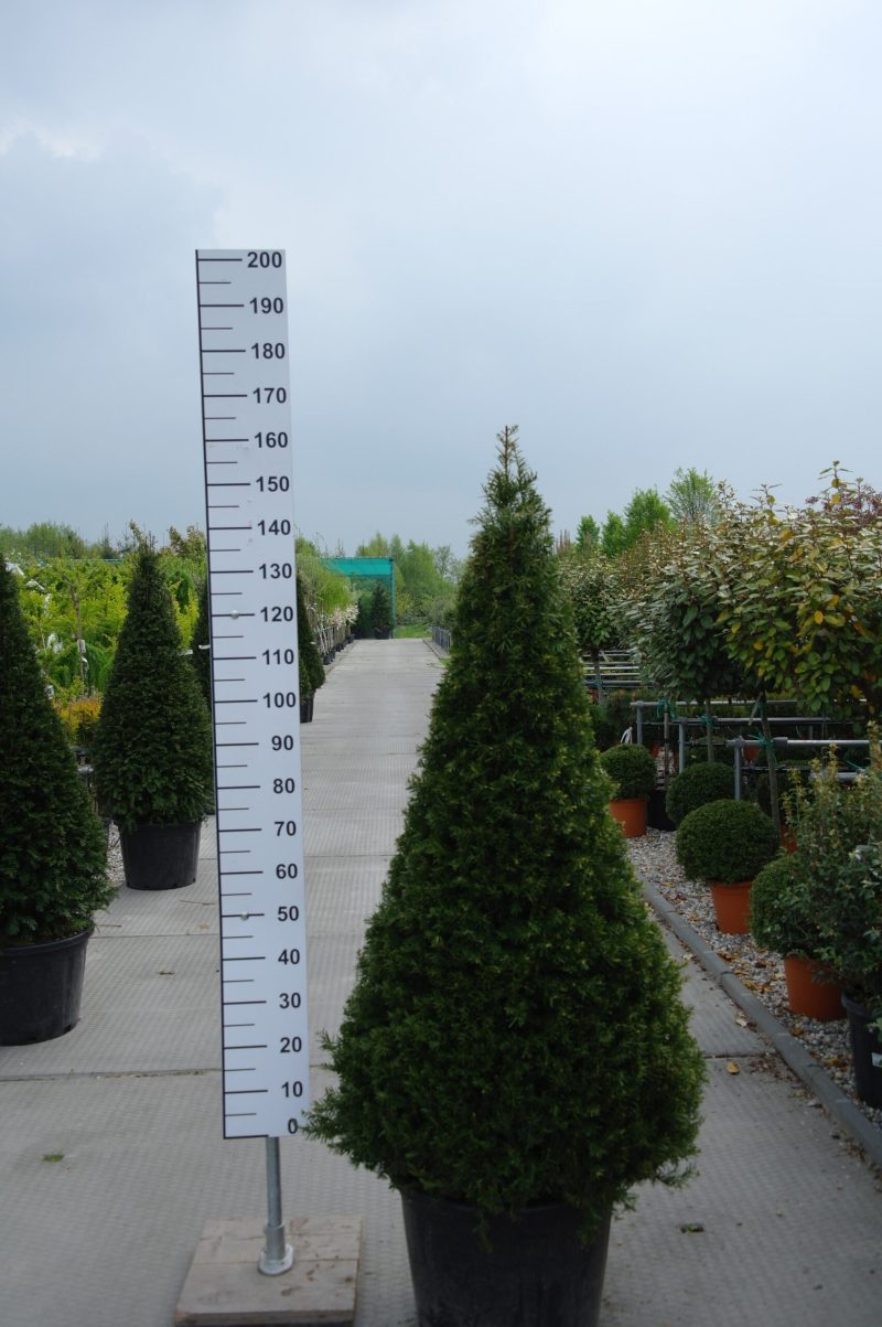 Taxus Baccata piramide