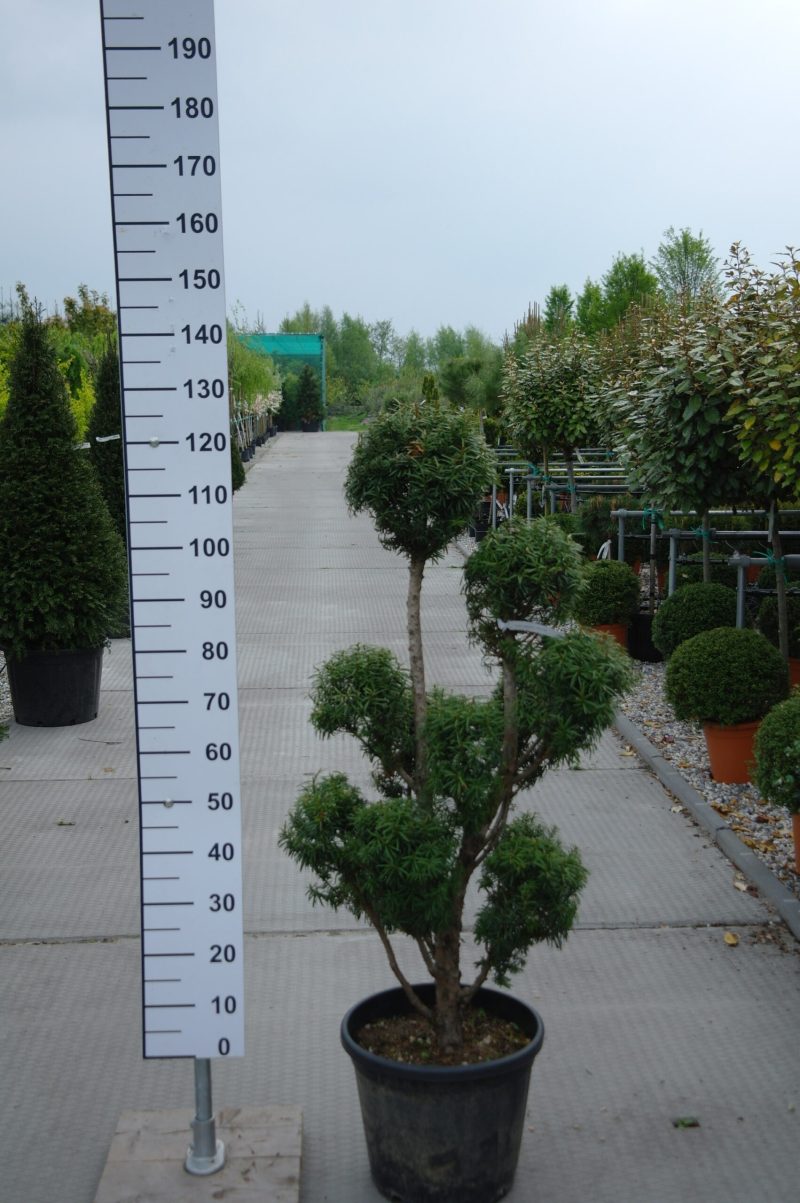 Taxus Baccata ponpon