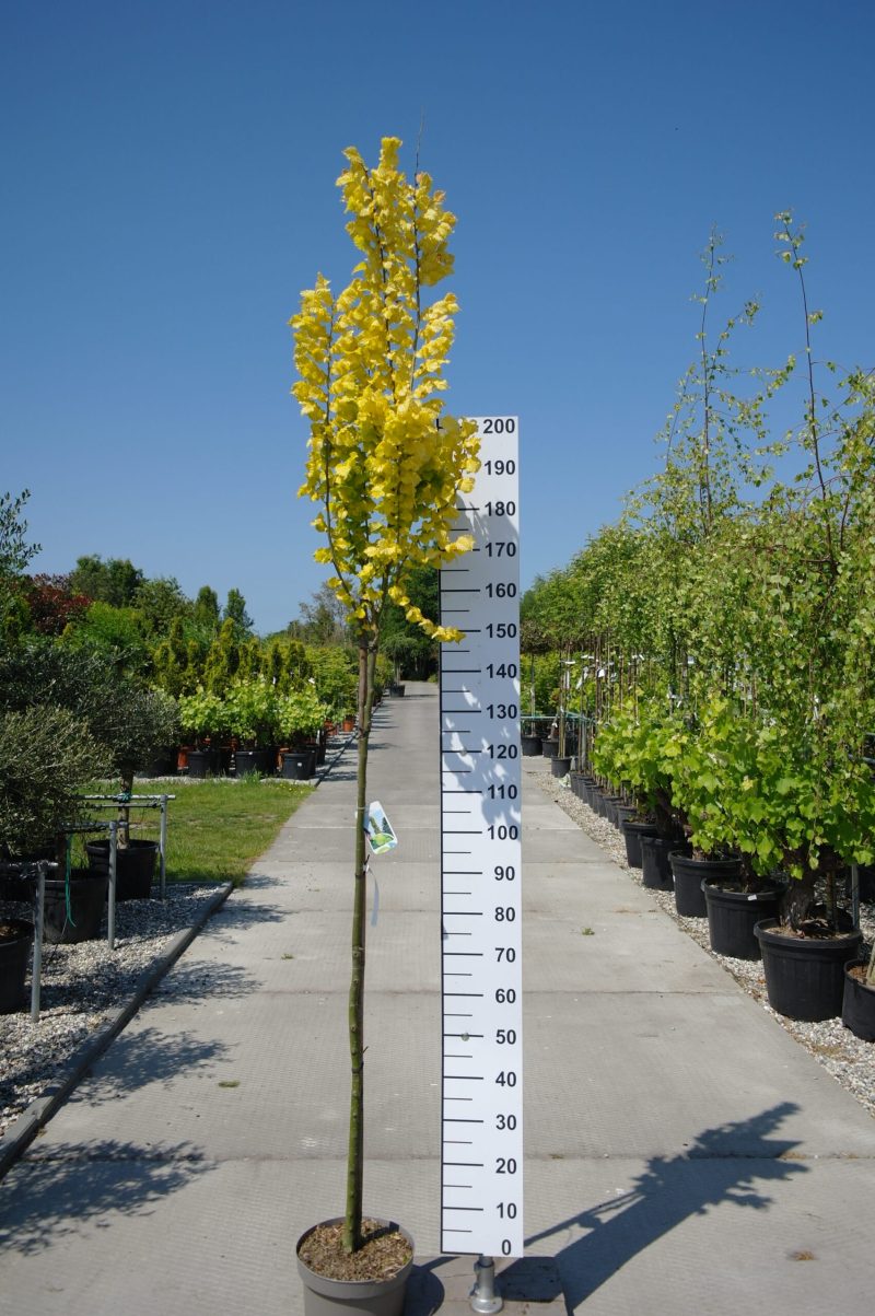 Ulmus hollandica 'Wredei'
