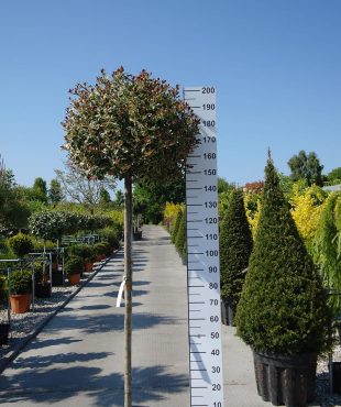 Ilex aquifolium variegata