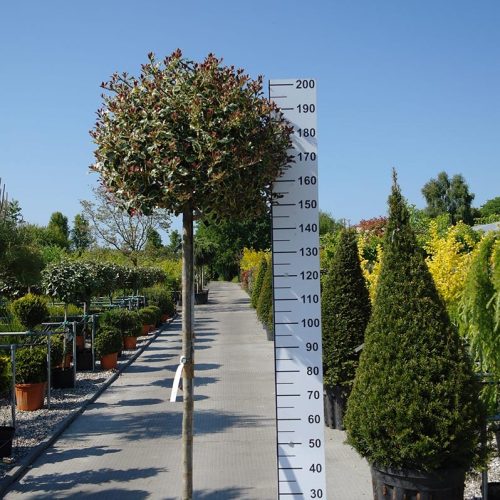 Ilex aquifolium variegata