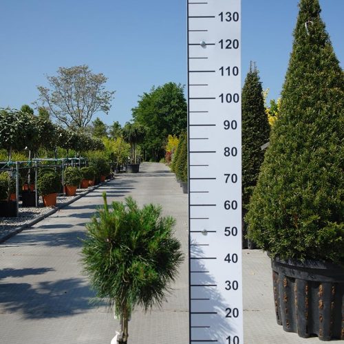 pinus sylvestris moseri boom