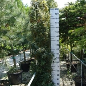 quercus ilex 200 - 250 centimeter