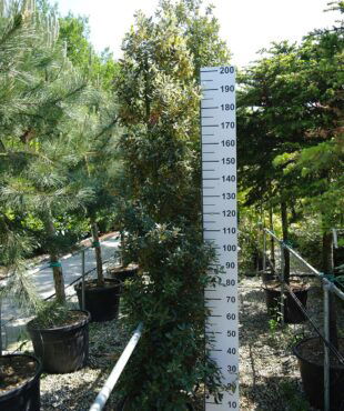 quercus ilex 200 - 250 centimeter