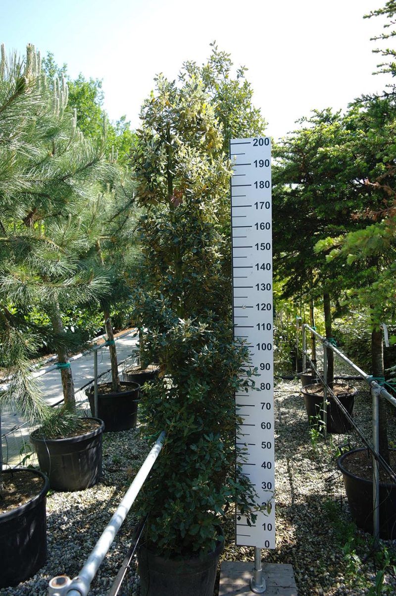 quercus ilex 200 - 250 centimeter