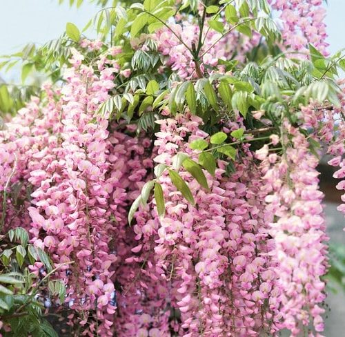 Wisteria Showa Beni