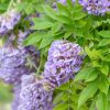 wisteria amethyst falls