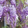 Wisteria Texas Purple