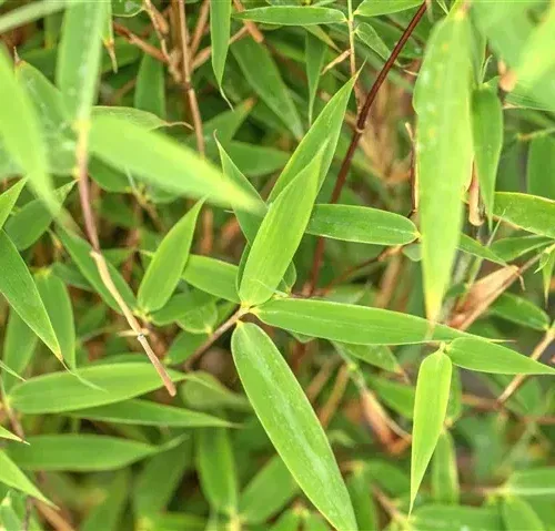 Niet woekerende bamboe Fargesia 'Malachite Monkey's® '