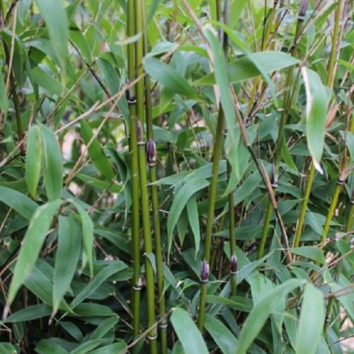 Niet woekerende bamboe Fargesia 'Violet Woods'