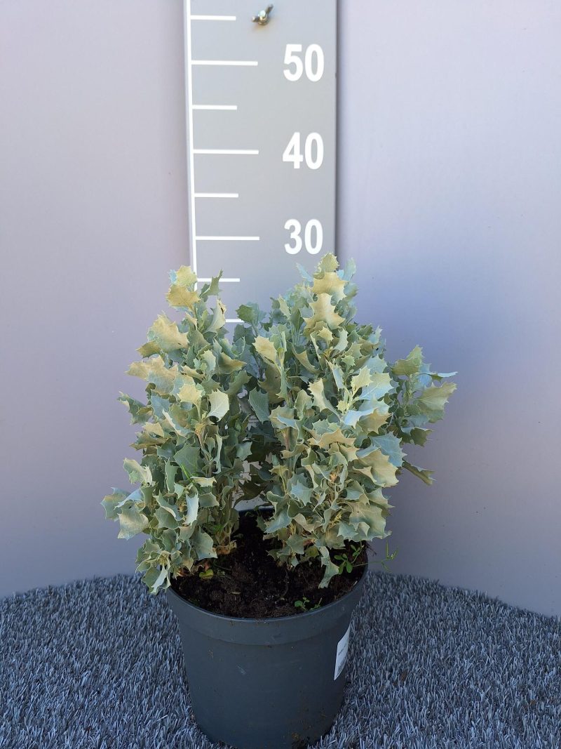 Atriplex num. 'Silverholly'
