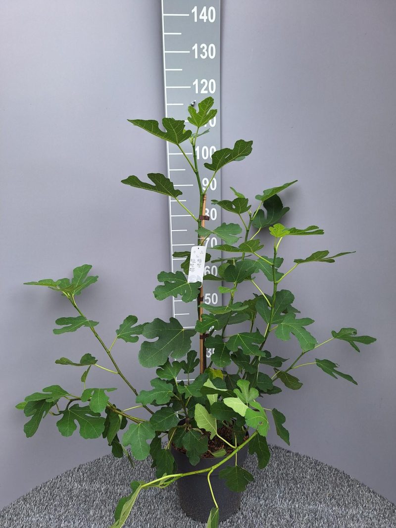 Ficus Carica 'Brown Turkey'