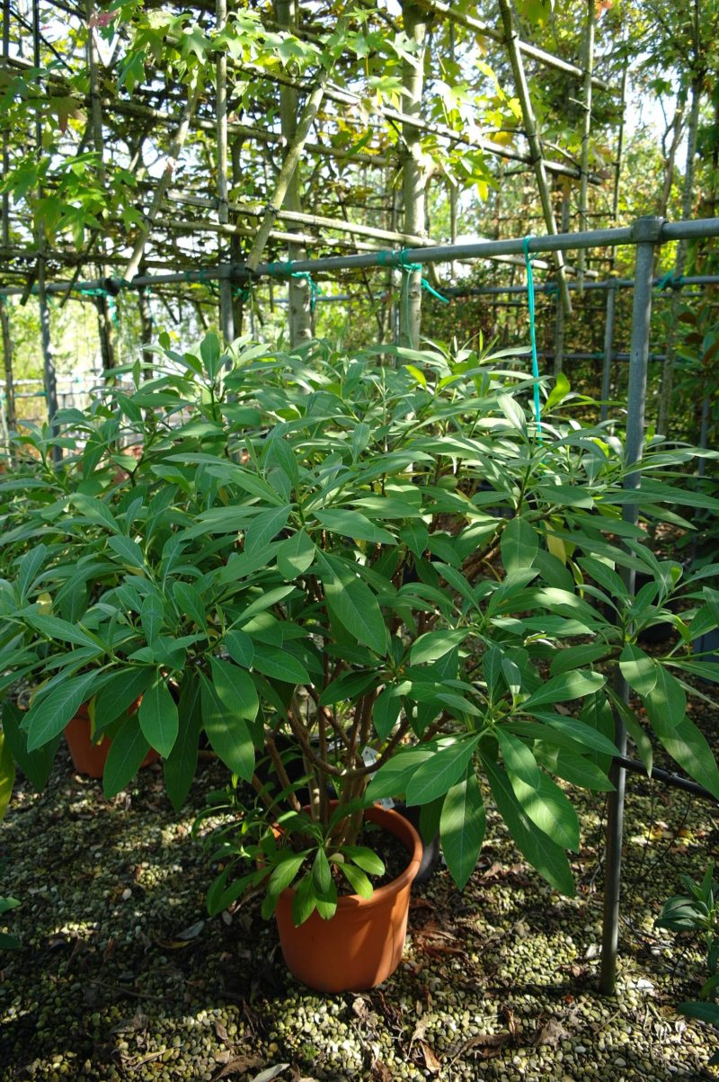 Edgeworthia chrysanta 'Grandiflora'