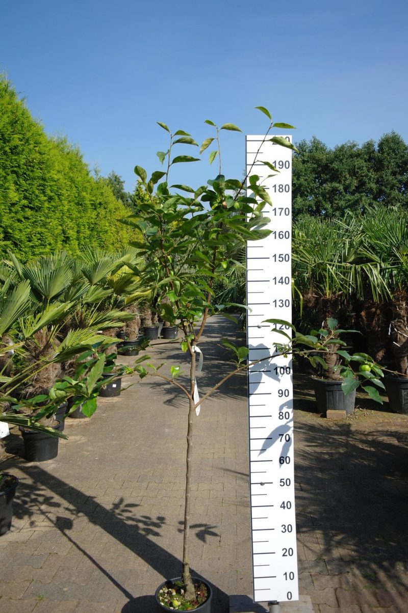 Diospyros Kaki 'Tipo'