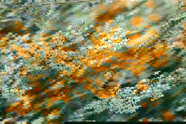 Alles over het verzorgen en onderhouden van de vuurdoorn (Pyracantha)
