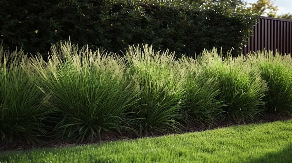 Groene tuinafscheiding ideeën