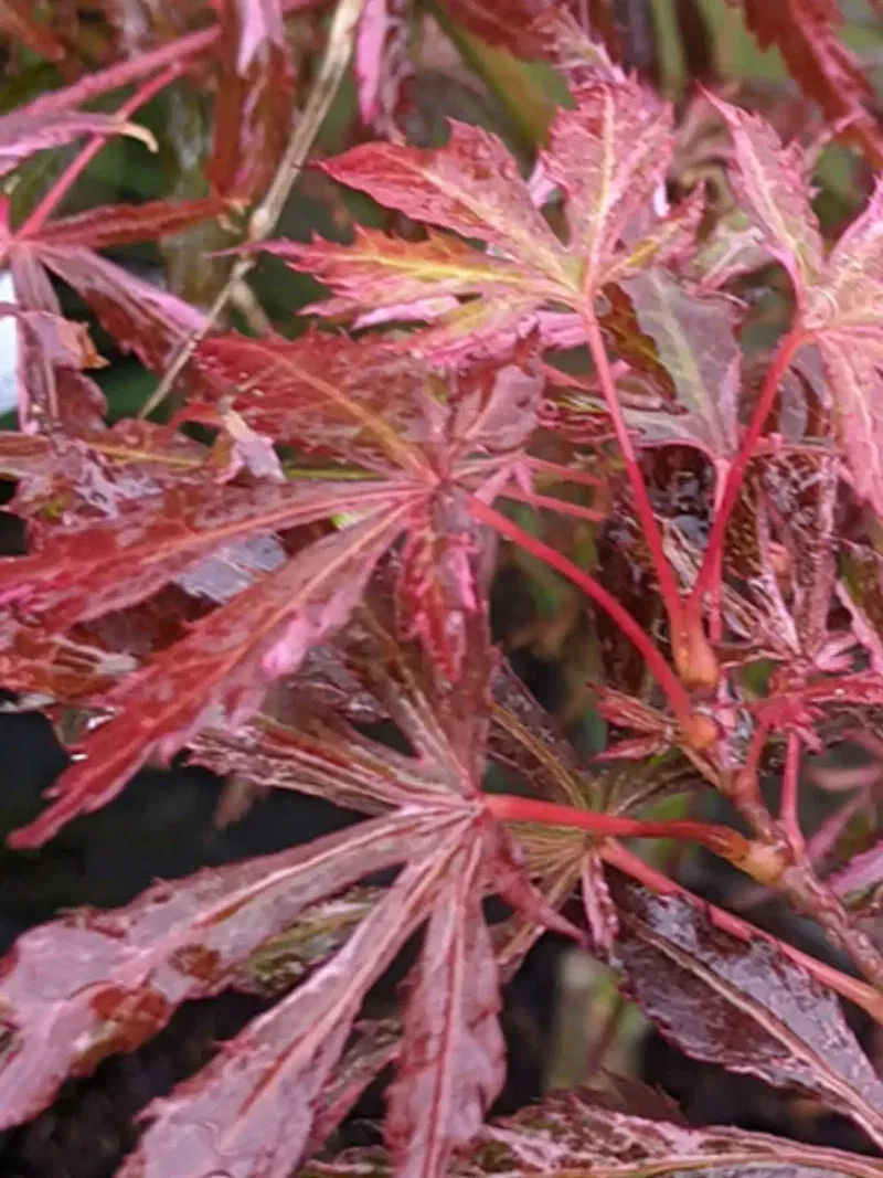 Acer Palmatum 'Extravaganza' (Japanse esdoorn)