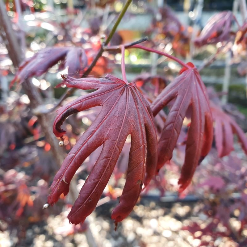 Acer Palmatum 'Black Lace' (Japanse esdoorn)