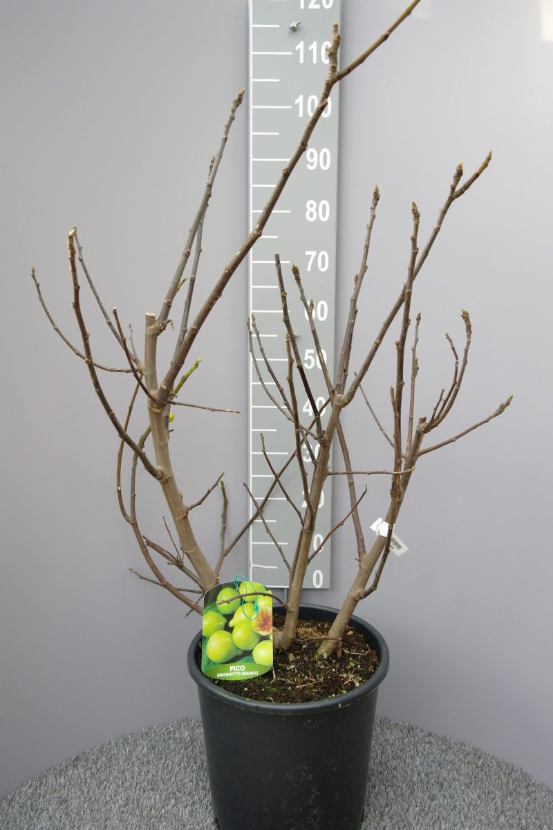 Ficus Carica 'Brogiotto Bianco'