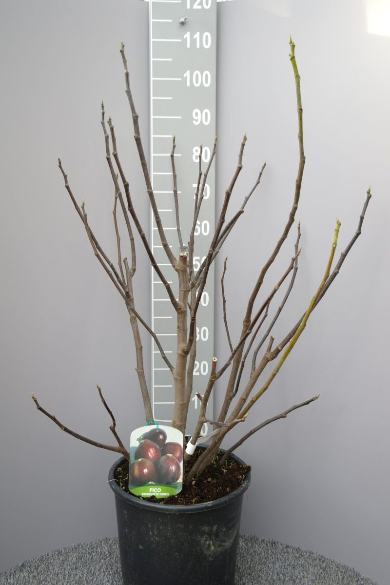 Ficus Carica 'Brogiotto Nero'