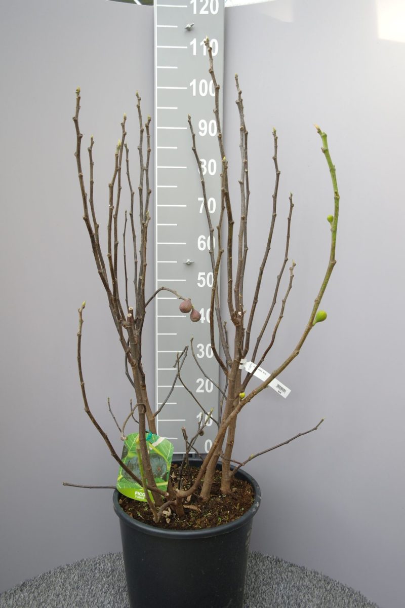 Ficus Carica 'Brown Turkey'