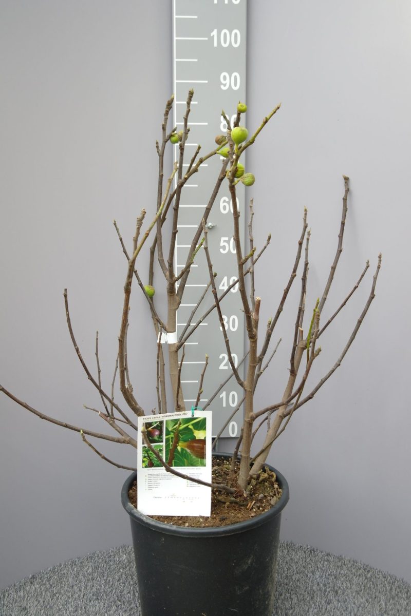 Ficus Carica 'Osborn Prolific'
