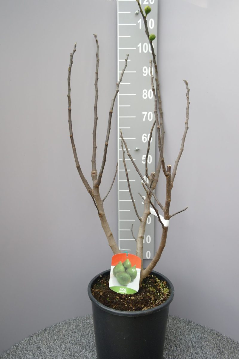 Ficus Carica 'Verdino'