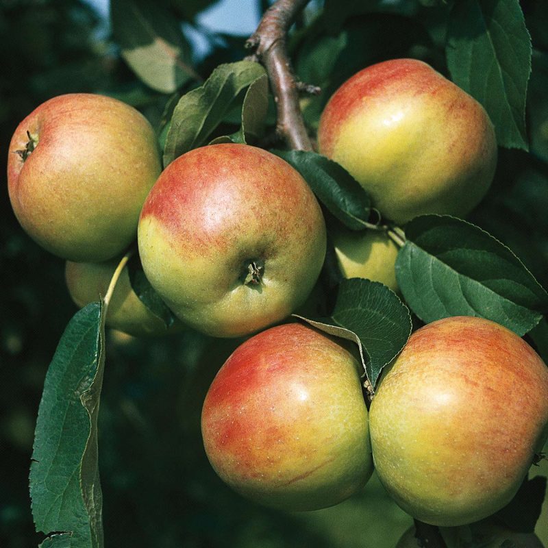 Malus domestica 'Gravensteiner'