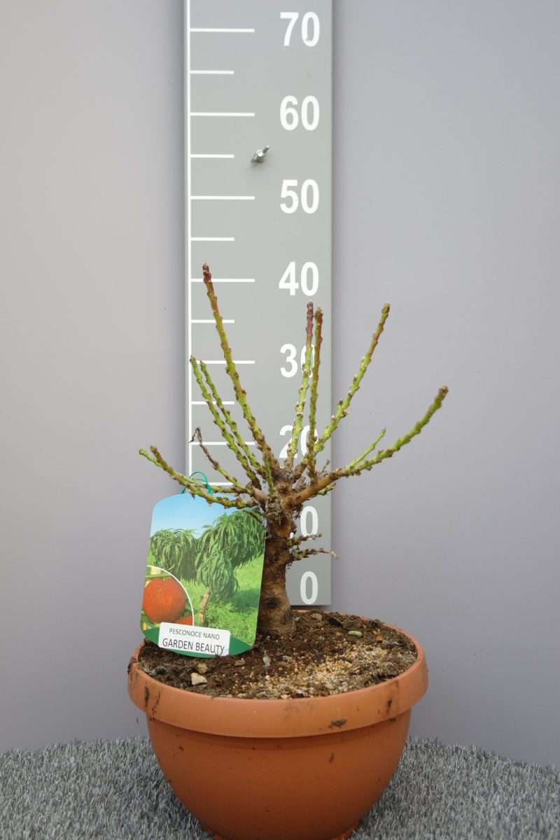 Prunus persica nano 'Garden Beauty' - dwerg Nectarine