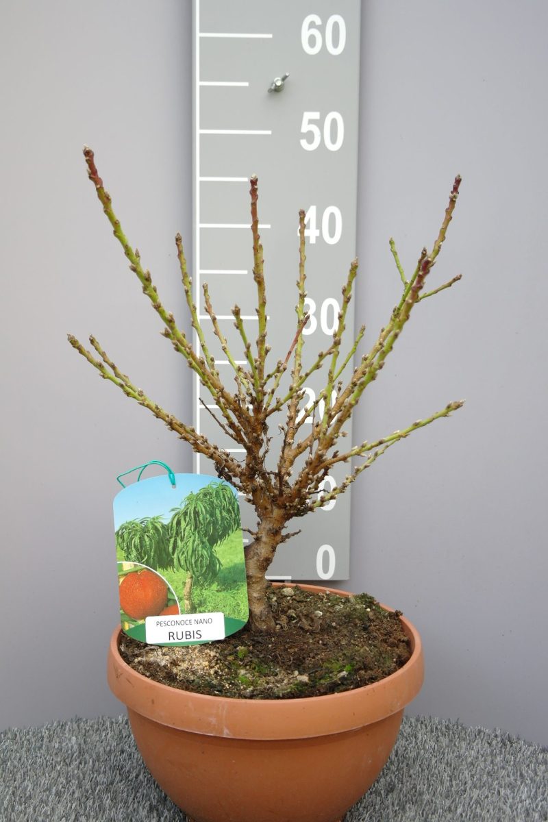 Prunus persica nano 'Rubis' - dwerg Nectarine