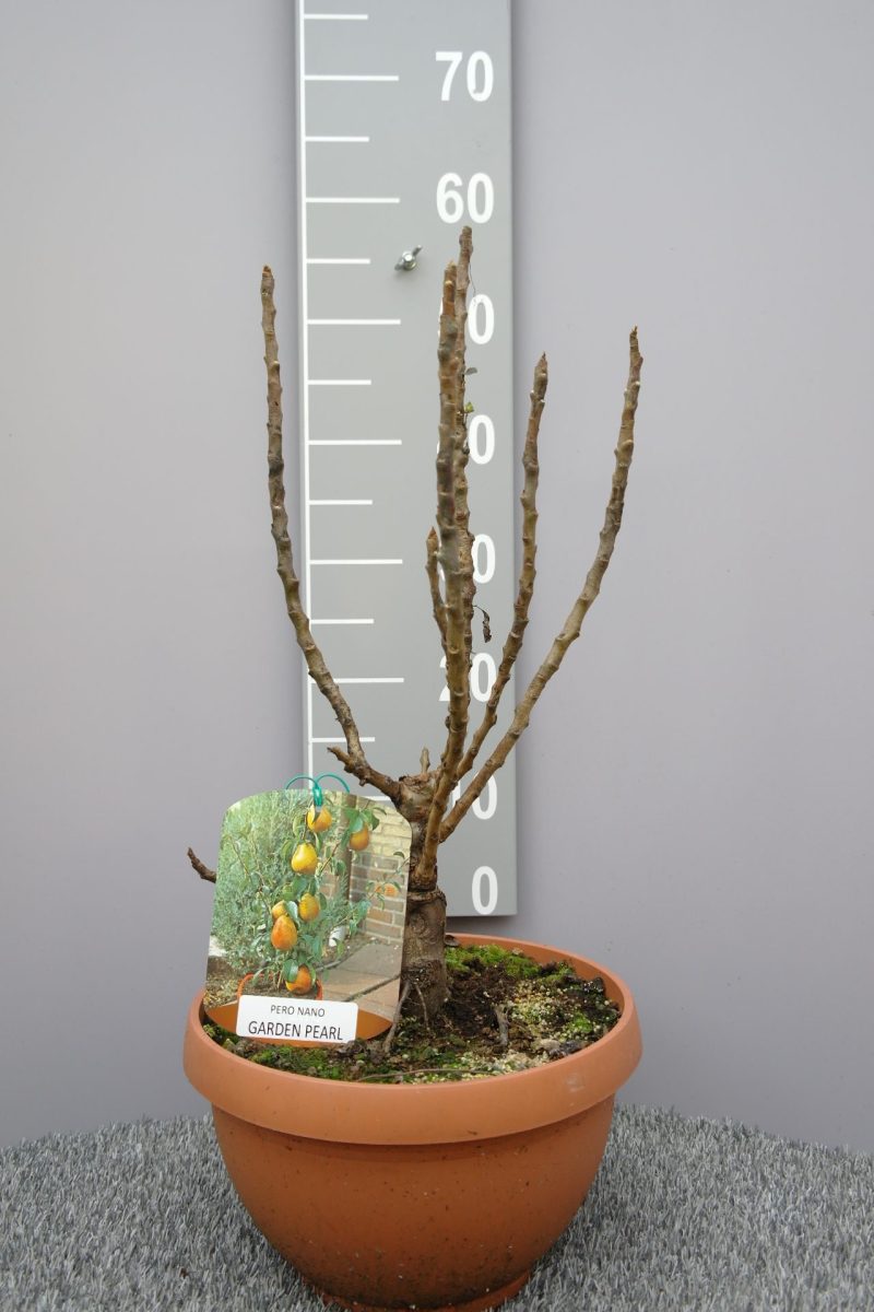 Pyrus communis nano 'Garden Pearl' - dwergpeer