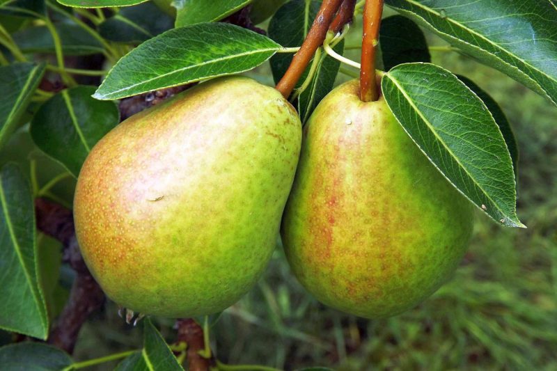 Zuilpeer 'Pillar Pear'