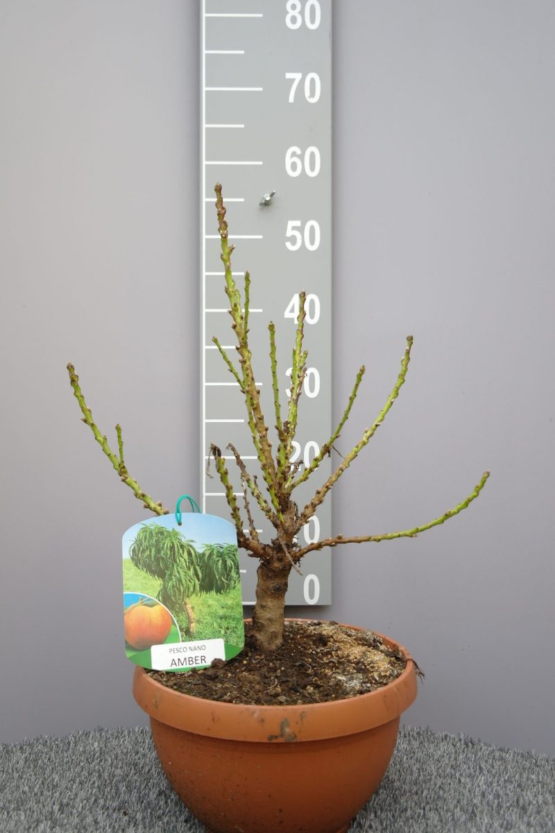 Prunus Persica nano 'Amber' - dwerg Perzik