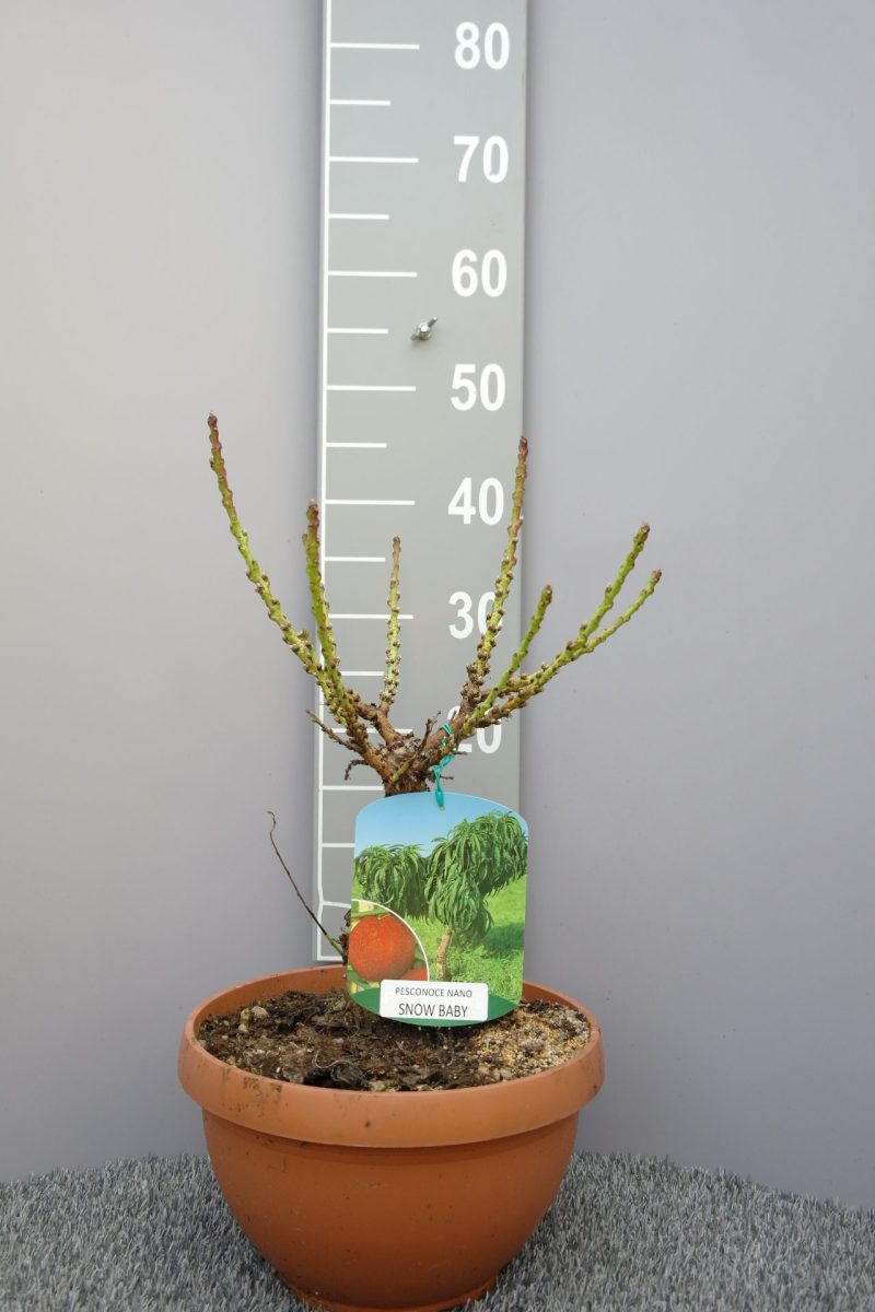 Prunus persica nano 'Snow Baby' - dwerg Nectarine