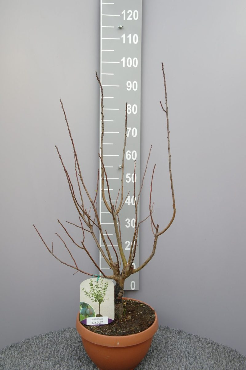 Prunus domestica nano 'Gold Dust' - dwerg pruim