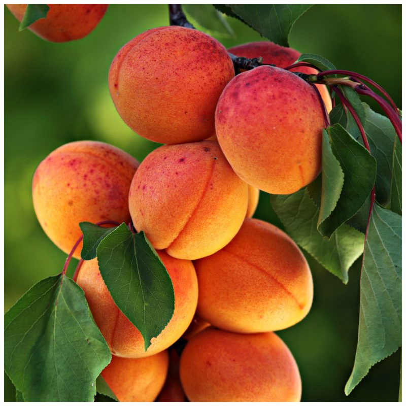 Prunus a. 'Bergeron' - Abrikoos
