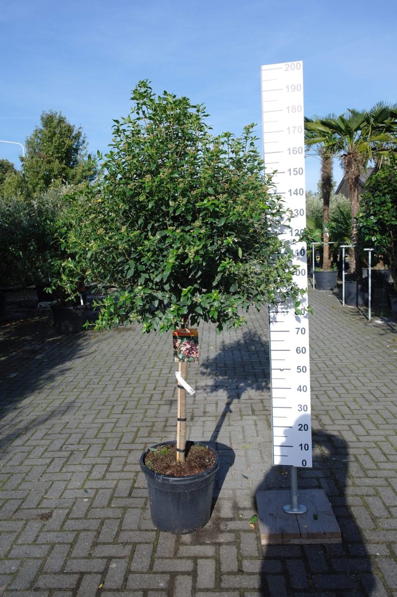 Viburnum Tinus op stam