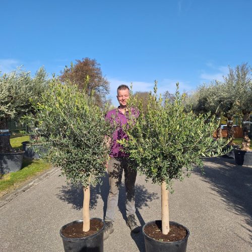 Olijfboom - Olea Europaea Florida