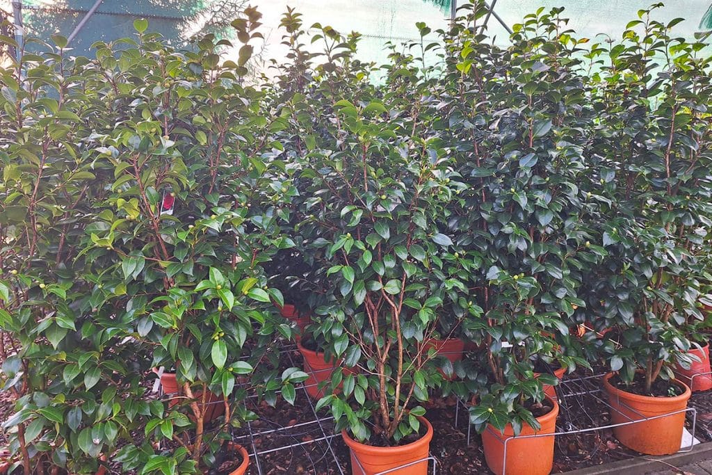 Camelia's