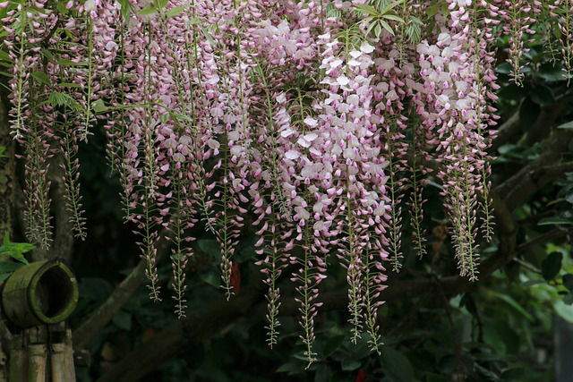 Blauwe regen (Wisteria)
