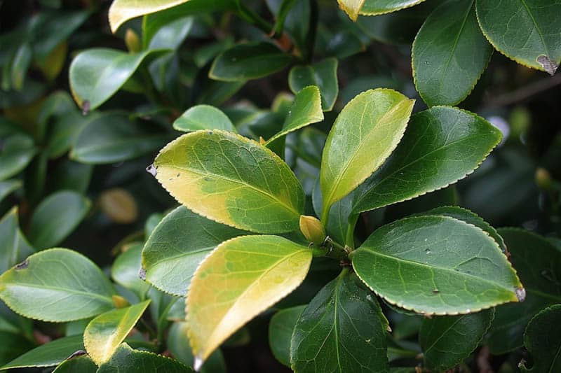 Camelia met gele bladeren