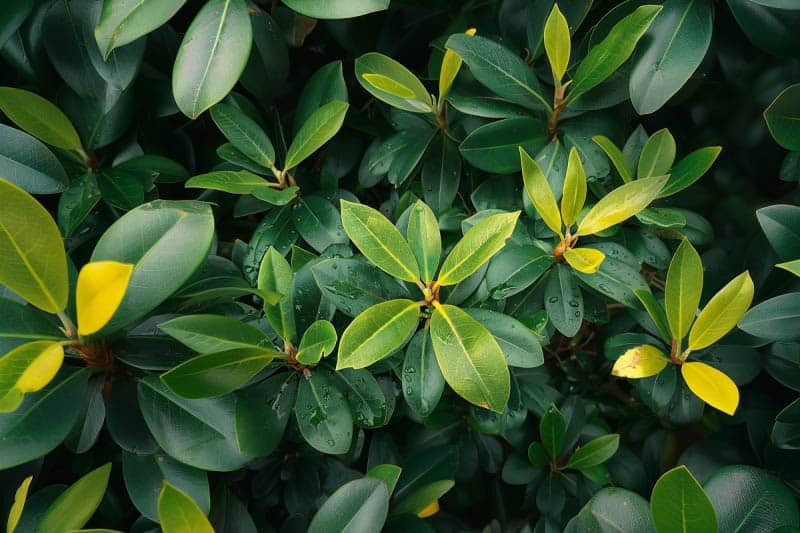 Geel blad bij de Rhododendron