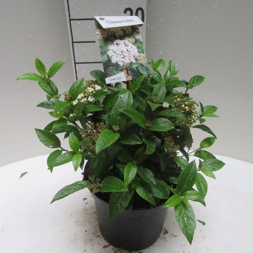 Viburnum Tinus 'Spirit'