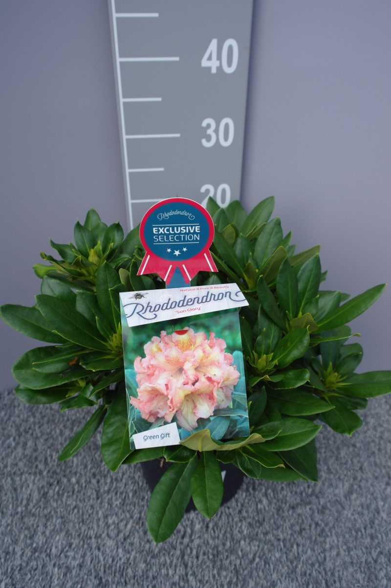 Rhododendron 'Sun Glory' geel-oranje