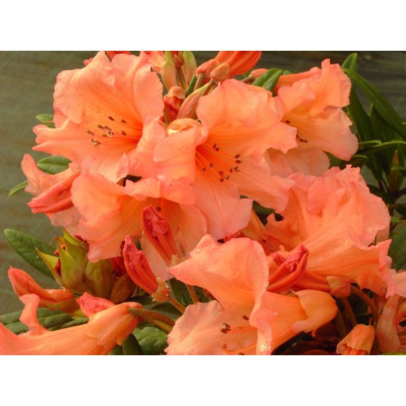 Rhododendron 'Tortoisehell Orange' - oranje