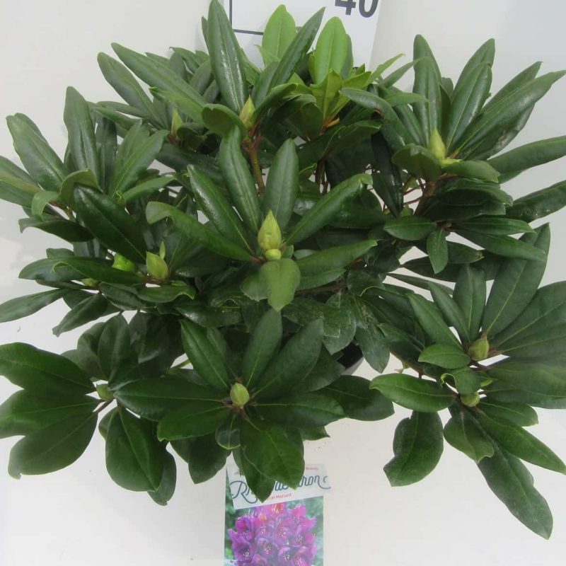 Rhododendron 'Marcel Menard' paars